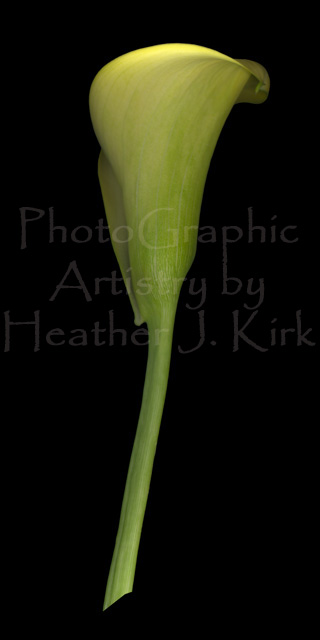 Calla Lily Stem Straight